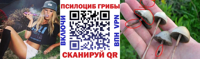где найти   Кумертау  Псилоцибиновые грибы прущие грибы 
